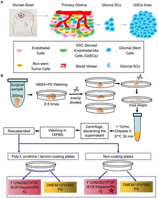 A Fast and Efficient Approach to Obtaining High-Purity Glioma Stem Cell Culture